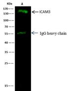 ICAM-3 Antibody in Immunoprecipitation (IP)