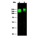 ICAM-3 Polyclonal Antibody