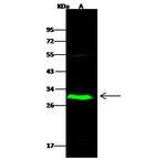 IDI2 Antibody in Western Blot (WB)