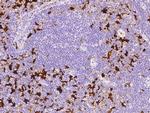 IDO Antibody in Immunohistochemistry (Paraffin) (IHC (P))