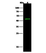 IDO Antibody in Western Blot (WB)