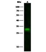 IFI30 Polyclonal Antibody
