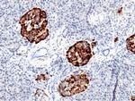 IGFBP7 Antibody in Immunohistochemistry (Paraffin) (IHC (P))