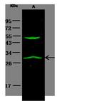 IGFBP7 Antibody in Western Blot (WB)
