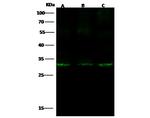 IGFBP7 Antibody in Western Blot (WB)