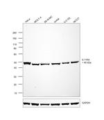 IL11RA Antibody in Western Blot (WB)