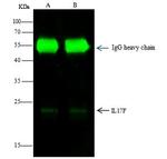 IL-17F Antibody in Immunoprecipitation (IP)