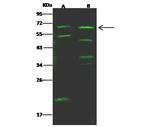 IL18RAP Polyclonal Antibody