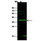 IL-27 p28 Polyclonal Antibody