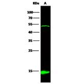 IL-32 Polyclonal Antibody