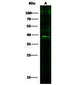IL-33 Polyclonal Antibody