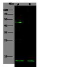 IL-5 Antibody in Western Blot (WB)
