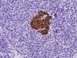 Insulin Antibody in Immunohistochemistry (Paraffin) (IHC (P))