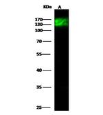 ITGB1 Antibody in Western Blot (WB)
