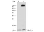 ITGB1 Antibody in Western Blot (WB)