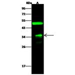 FOLR4 Polyclonal Antibody