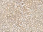 PHF17 Antibody in Immunohistochemistry (Paraffin) (IHC (P))