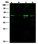KAZALD1 Polyclonal Antibody