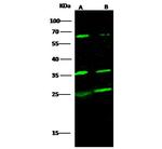 SCF Polyclonal Antibody