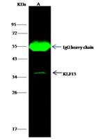 RFLAT-1 Antibody in Immunoprecipitation (IP)