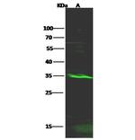 RFLAT-1 Polyclonal Antibody