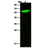 Kallikrein 1 Polyclonal Antibody