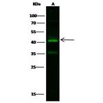 Kallikrein 11 Polyclonal Antibody