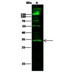 SETD8 Polyclonal Antibody
