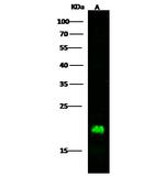 LCN1 Polyclonal Antibody