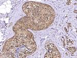 LSM1 Antibody in Immunohistochemistry (Paraffin) (IHC (P))