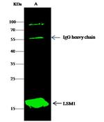 LSM1 Antibody in Immunoprecipitation (IP)