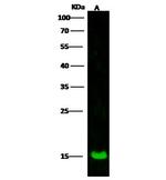 LSM1 Antibody in Western Blot (WB)