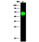 LSP1 Antibody in Western Blot (WB)