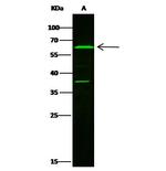LTA4H Polyclonal Antibody