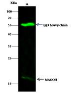 MAGOH Antibody in Immunoprecipitation (IP)