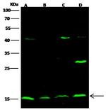 MAGOH Polyclonal Antibody