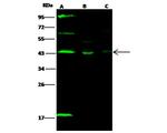 SAPK4 Polyclonal Antibody