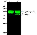 JNK2 Polyclonal Antibody
