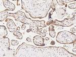 MAPKAPK3 Antibody in Immunohistochemistry (Paraffin) (IHC (P))