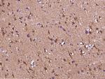 MAPRE3 Antibody in Immunohistochemistry (Paraffin) (IHC (P))