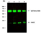 MAX Antibody in Immunoprecipitation (IP)