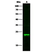 MAX Polyclonal Antibody
