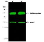 METTL1 Antibody in Immunoprecipitation (IP)
