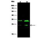 MID1IP1 Polyclonal Antibody