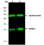 MOB4 Antibody in Immunoprecipitation (IP)