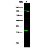 MOB4 Polyclonal Antibody