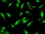 Myeloperoxidase Antibody in Immunocytochemistry (ICC/IF)