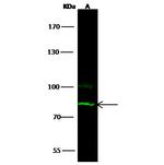 Myeloperoxidase Antibody in Western Blot (WB)