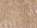 MS4A3 Antibody in Immunohistochemistry (Paraffin) (IHC (P))