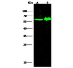 CD204 Polyclonal Antibody